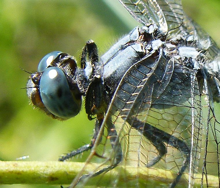 Dubbio sulla posizione delle zampe negli anisotteri